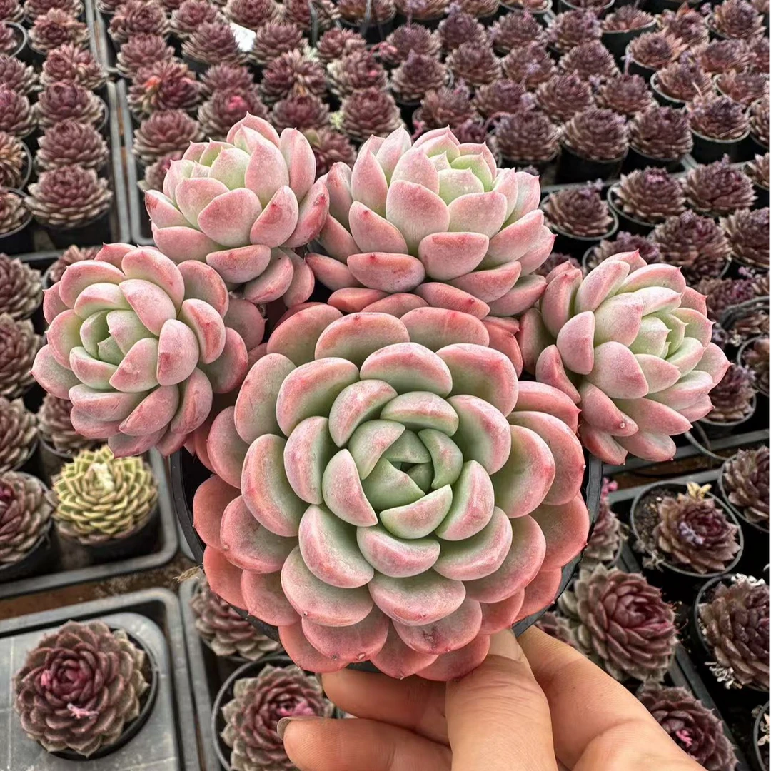 12#美人妆多肉植物      前男友精品多肉sm0471