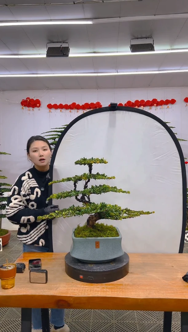 【闪购商品】盆景1