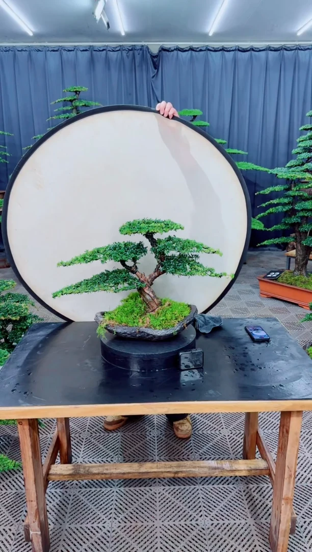 无花朵水*头迎客松1111松树盆景