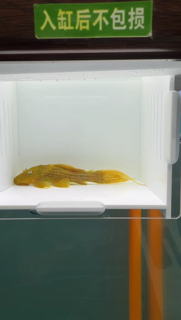 清道夫鱼164号24入缸不包损录制完整开箱视频9.2厘米