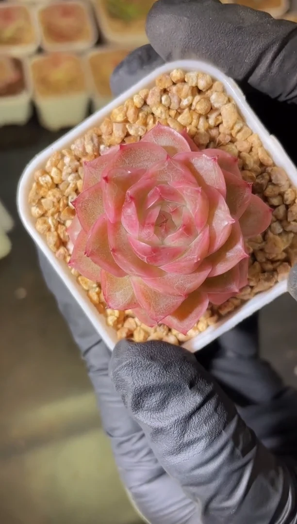 闪购1961  仙桃百合多肉一颗 2-3厘米