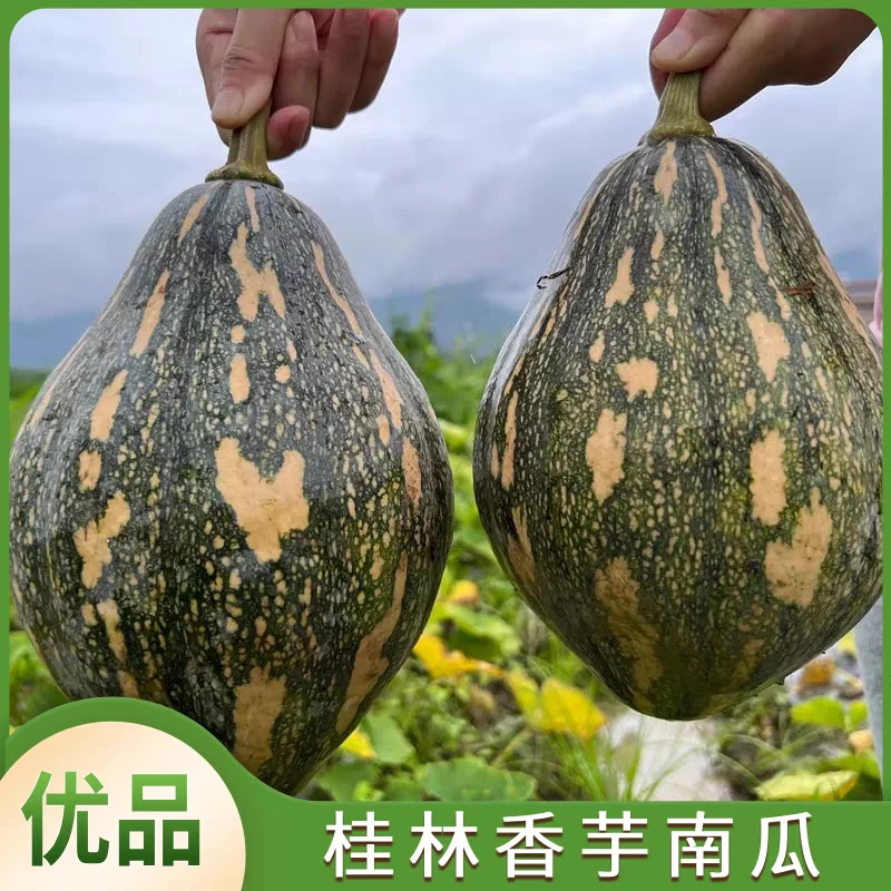 农家自种新鲜香芋南瓜甜糯可口适合宝宝辅食