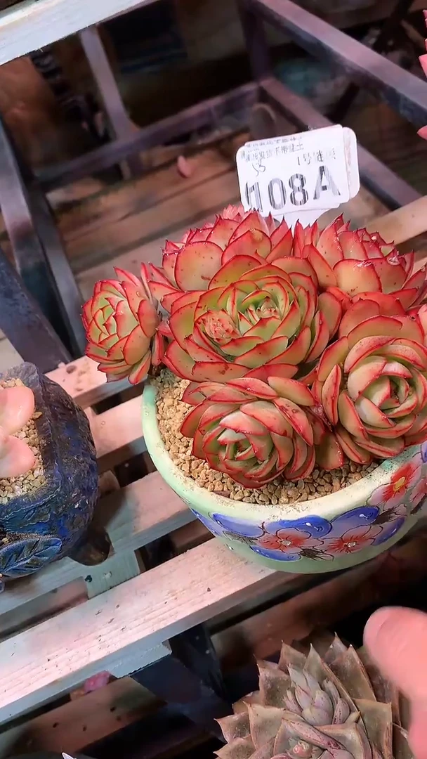 【闪购商品】108AAA