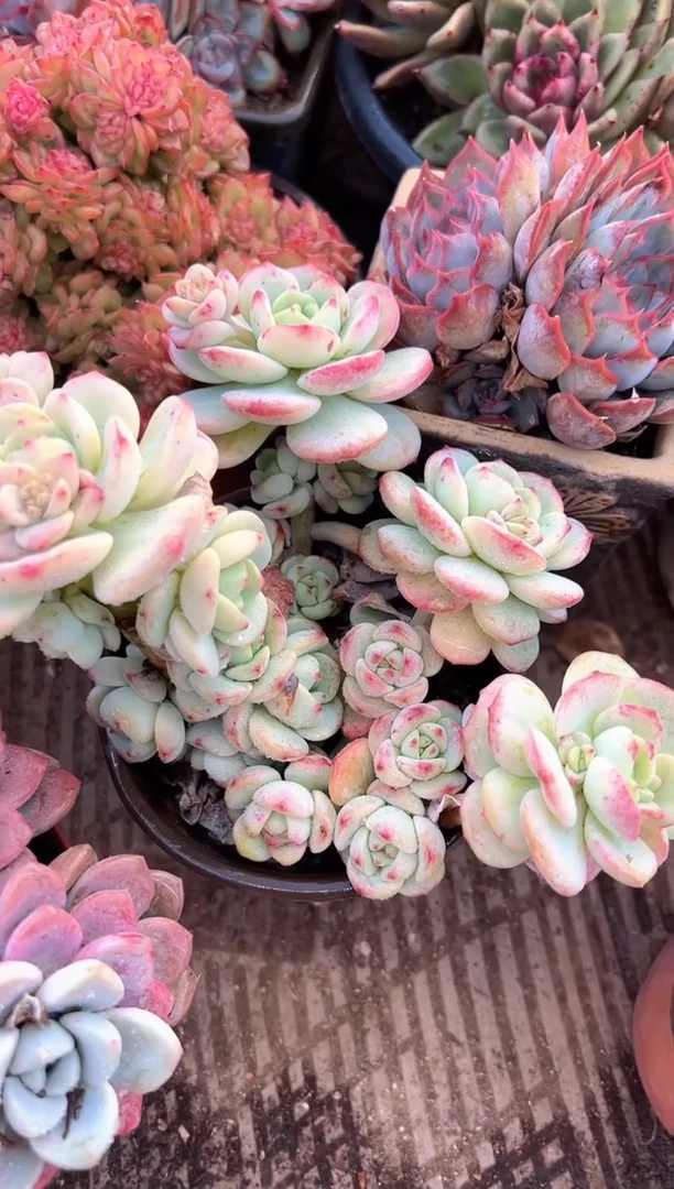 ?***?多肉植物一物一拍14340