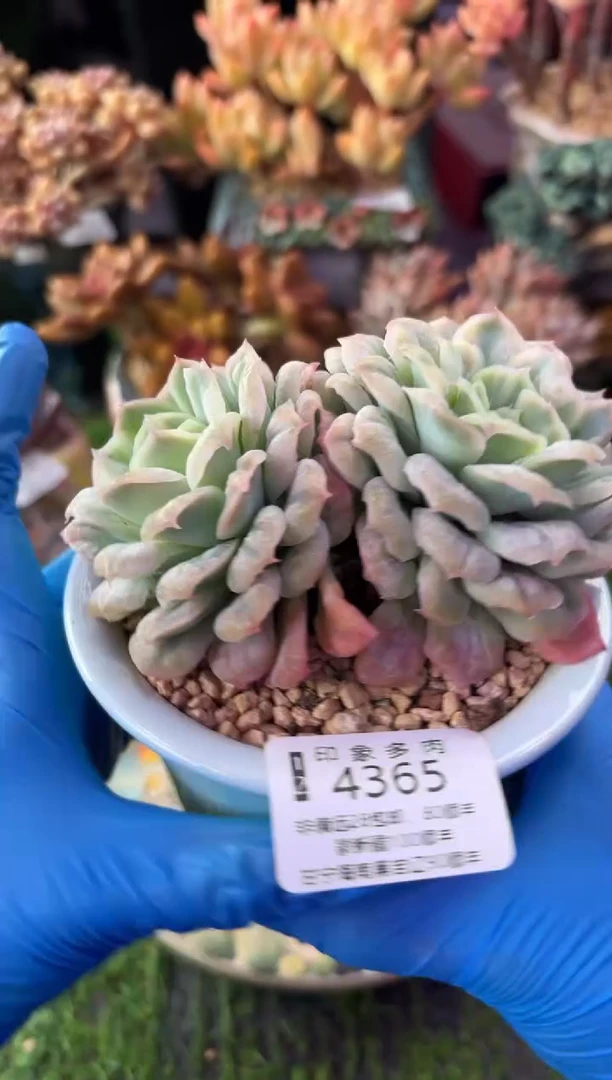 昆明印象多肉4365