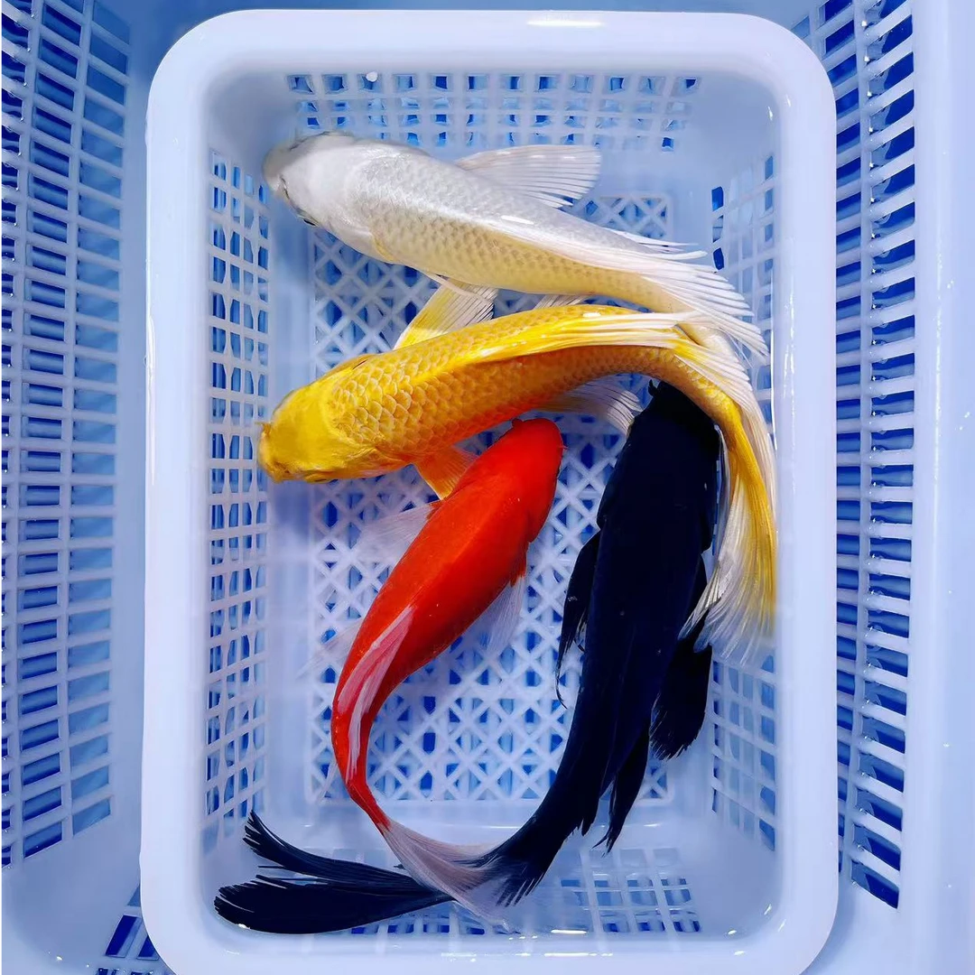 【2条组合】18-20公分黄金白金黑金红草金冷水观赏鱼