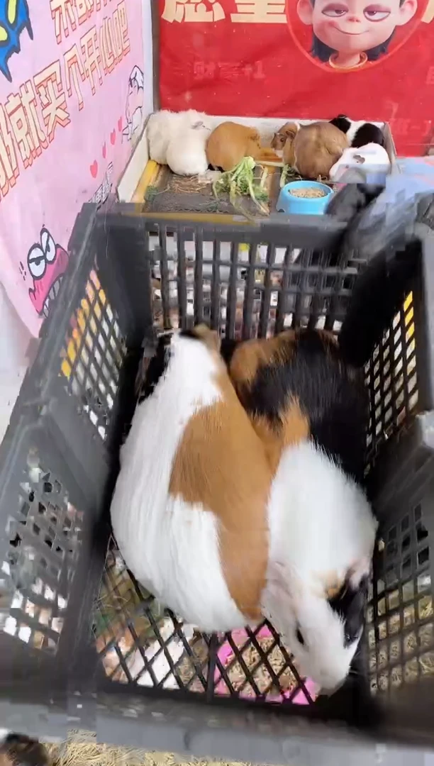 豚鼠大荷兰猪2只直播间选好截图发货