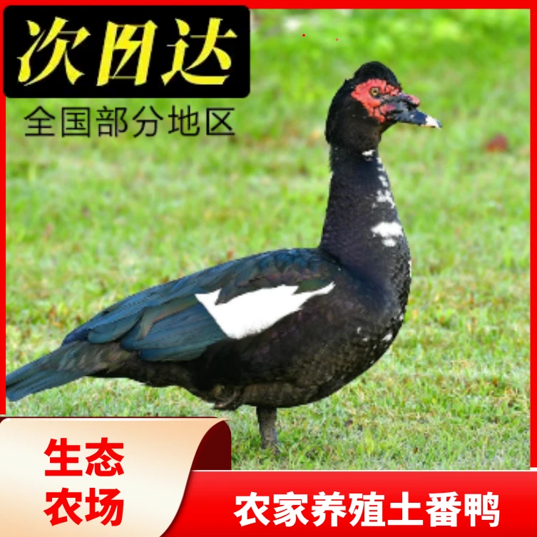 【农家番鸭】农家散养老番鸭 2只净膛9-10斤 美味煲汤食材 顺丰冷链
