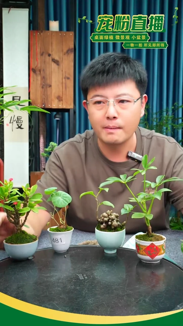 无花朵陆**?苔藓微景观481号