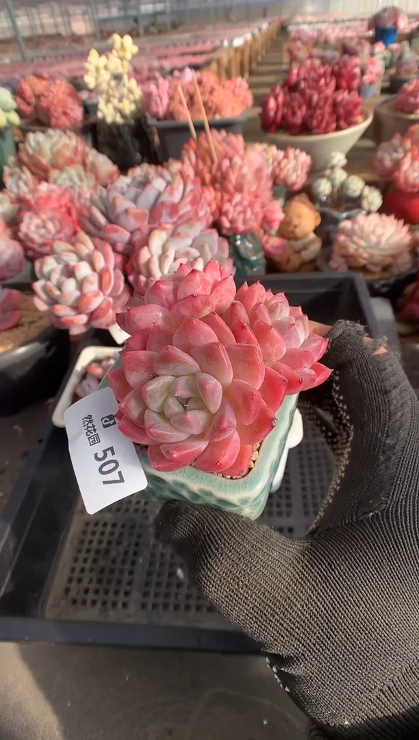 507佳人多肉植物一物一拍