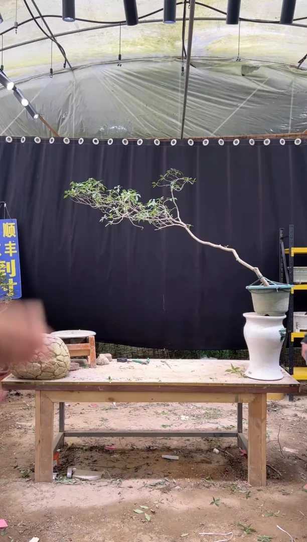 当前无花朵，栽培后可花朵3****Y  海岛栀子花