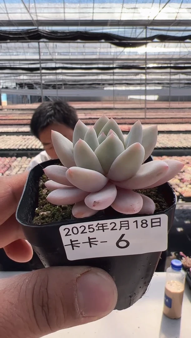 【闪购商品】卡卡-6