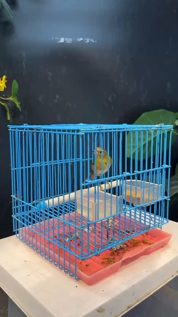 41号 白眉林鸲 养笼0元起拍