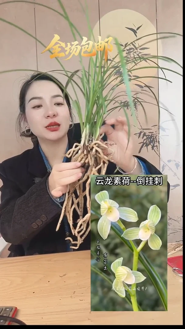 当前无花栽培后可以开花：云龙素荷