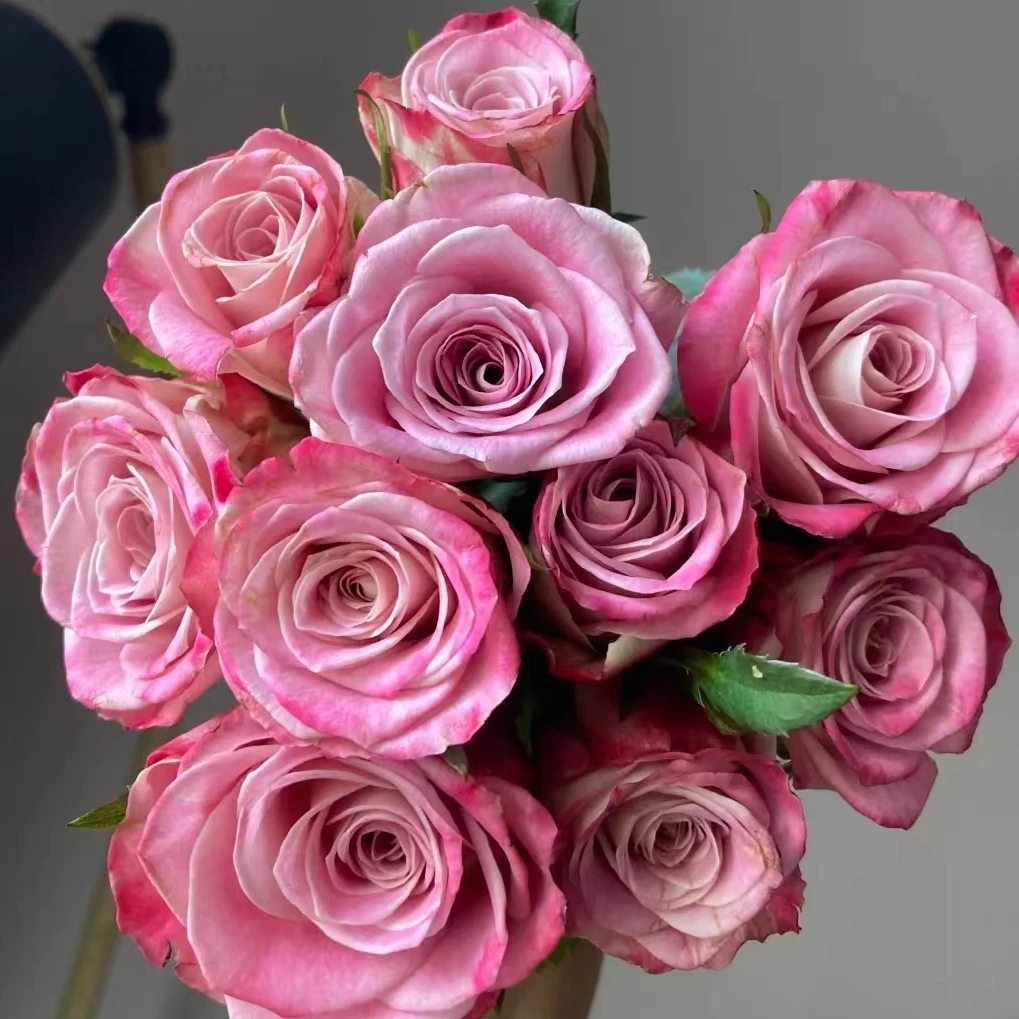 【福利套餐 】福利套餐A06   云南基地直发     鲜花  水养