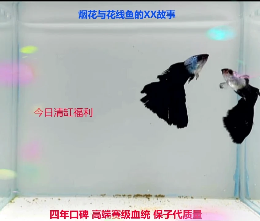 孔雀鱼赛线艾尔银蓝礼服墨黑尾高端1对加备损