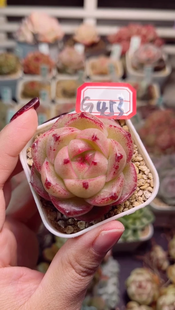 【闪购商品】一物一拍G453M100