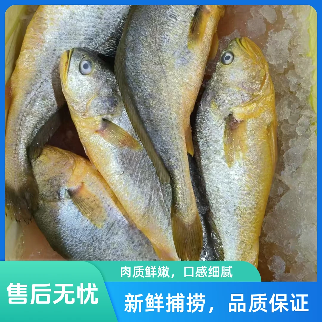新鲜大黄鱼两条装2.3-2.5