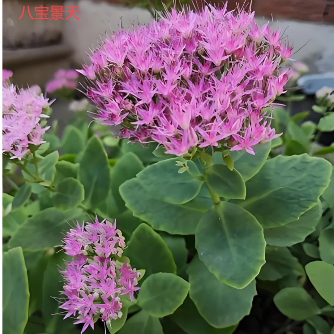 多年生宿根植物八宝景天耐寒耐旱植物景天花苗蝎子草止痒草三七草