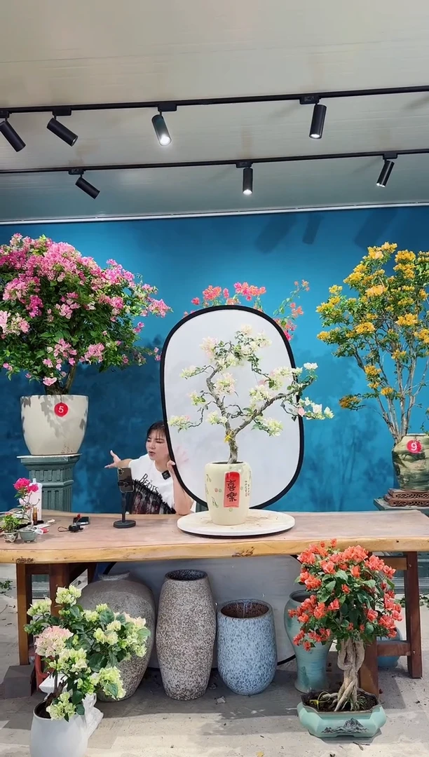 全部花朵绿叶樱花三角梅