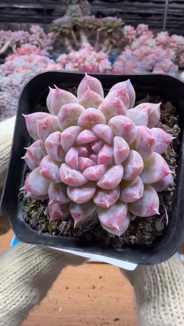 东云多肉园三店-141