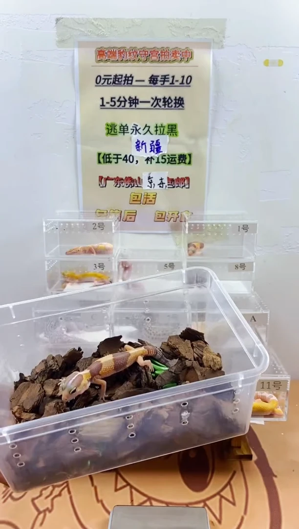 豹纹守宫豹纹守宫幼苗亚成体成体肥尾