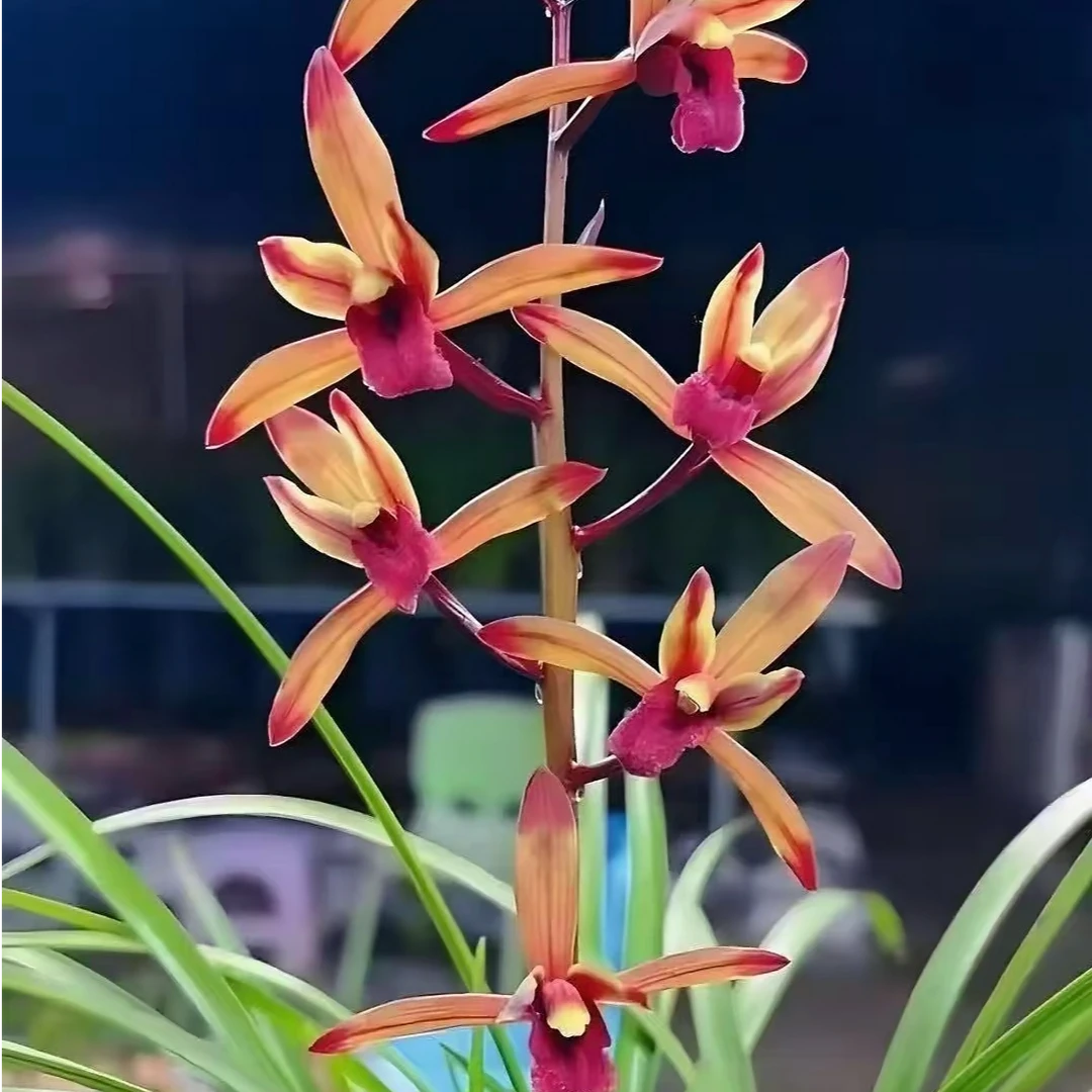 古北壹号优选【传奇】蕙兰经典名品开花浓香型 兰花直播