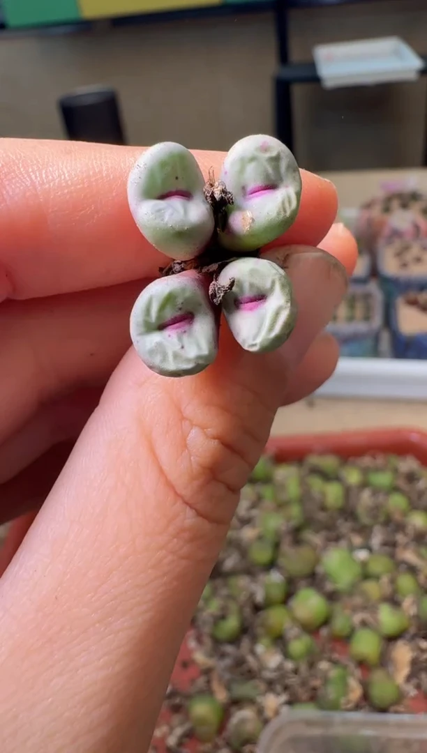 5-599多肉植物肉锥