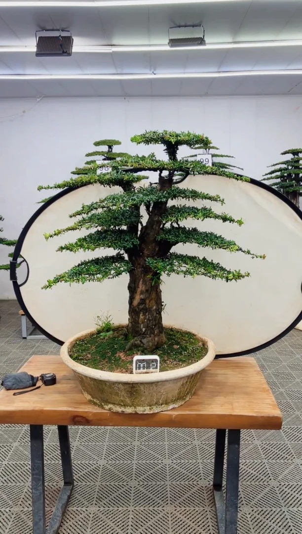 无花朵造型盆景一物一拍