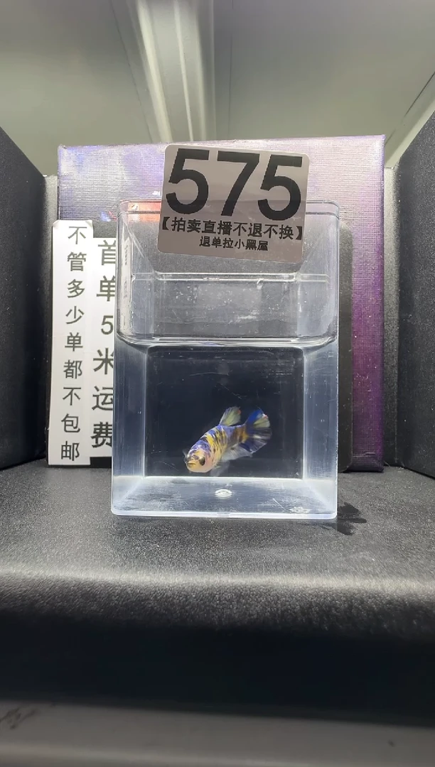 斗鱼母鱼编号：575