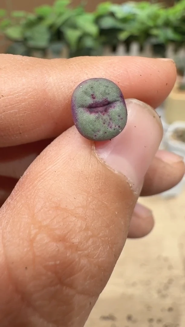 29-153多肉植物肉锥大列巴