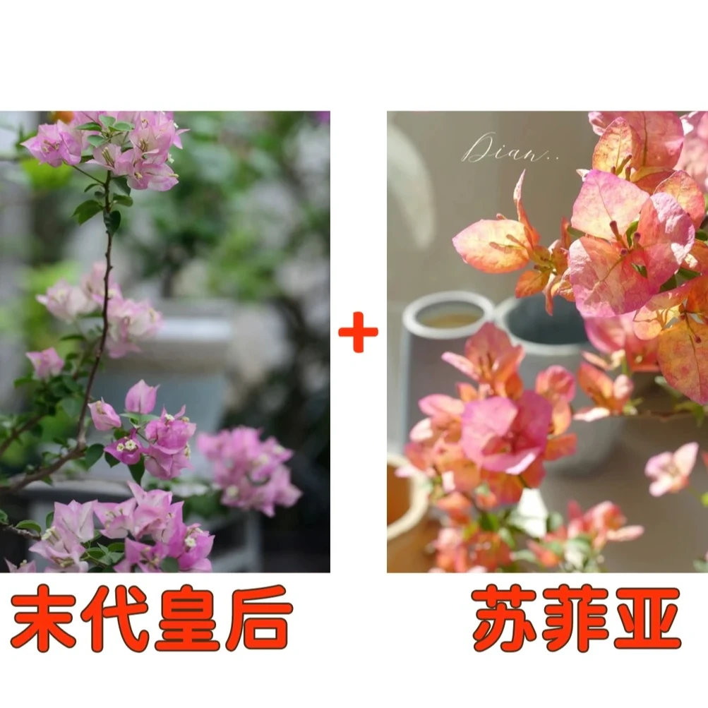 （末代皇后+苏菲亚）到手2颗三角梅四季勤花一花多色不带花不带盆