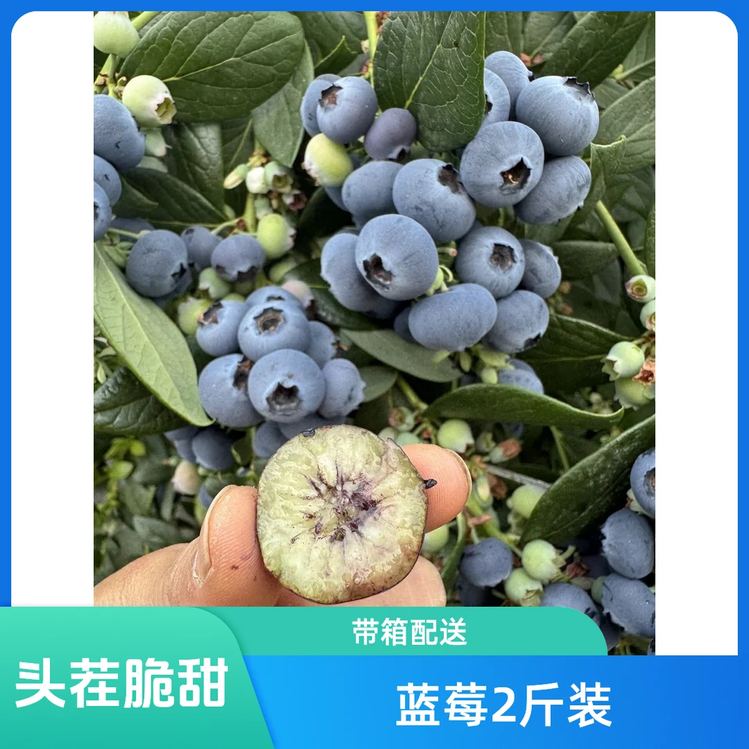 露天果带箱2斤装（头茬果）大果蓝莓甜果14-18mm花青素水果125g/盒