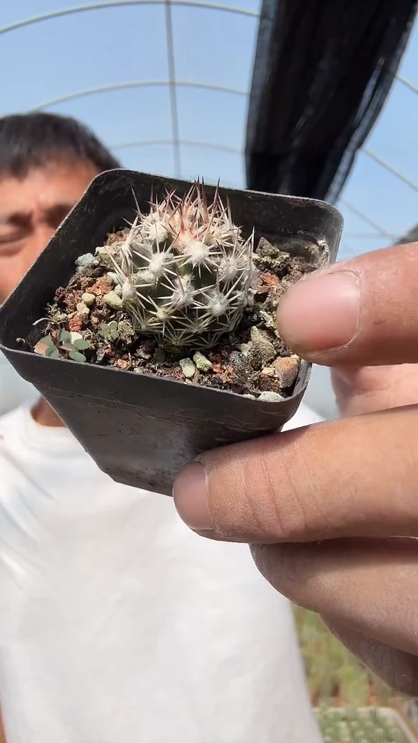 雪花丸69.99