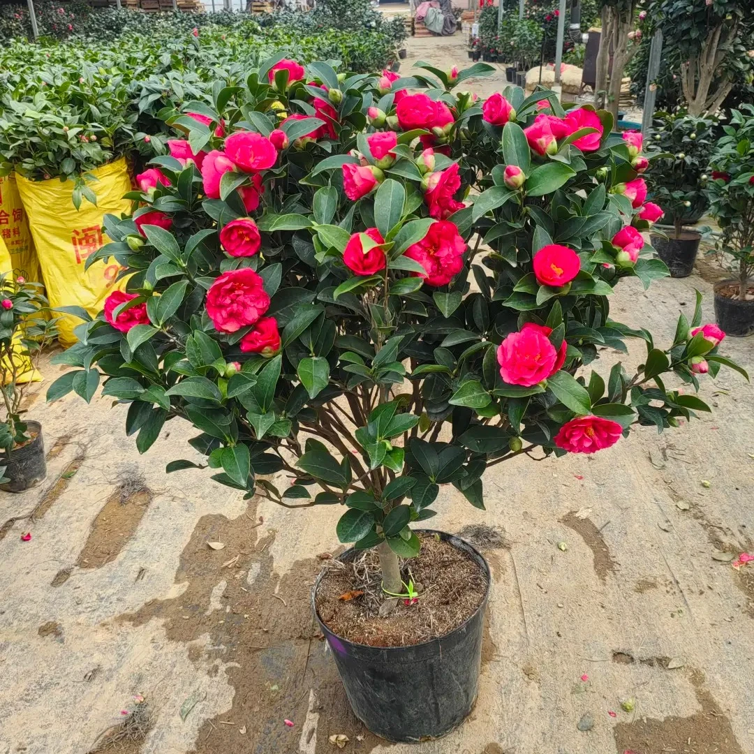 【顺丰包邮】四季茶花高度80-1米 冠幅40-50公分原土原盆不动土发货