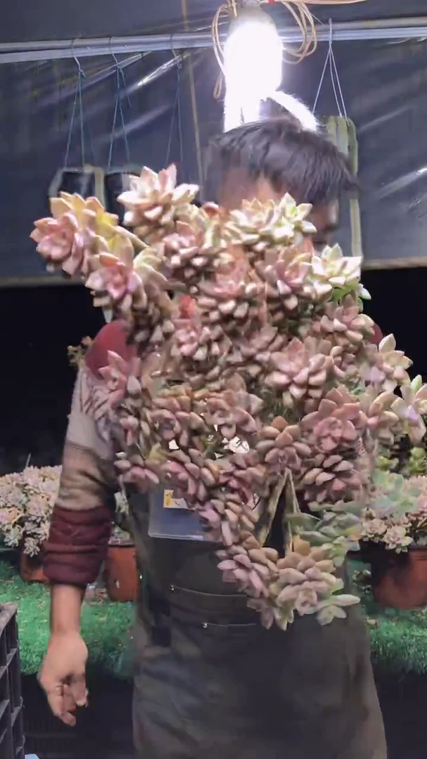 187淡雪缀化一物一拍