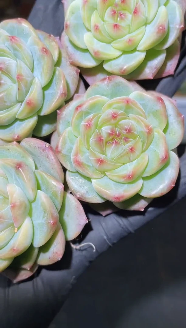 闪购2600 黄糯心翡灯多肉一颗  4-4.5厘米