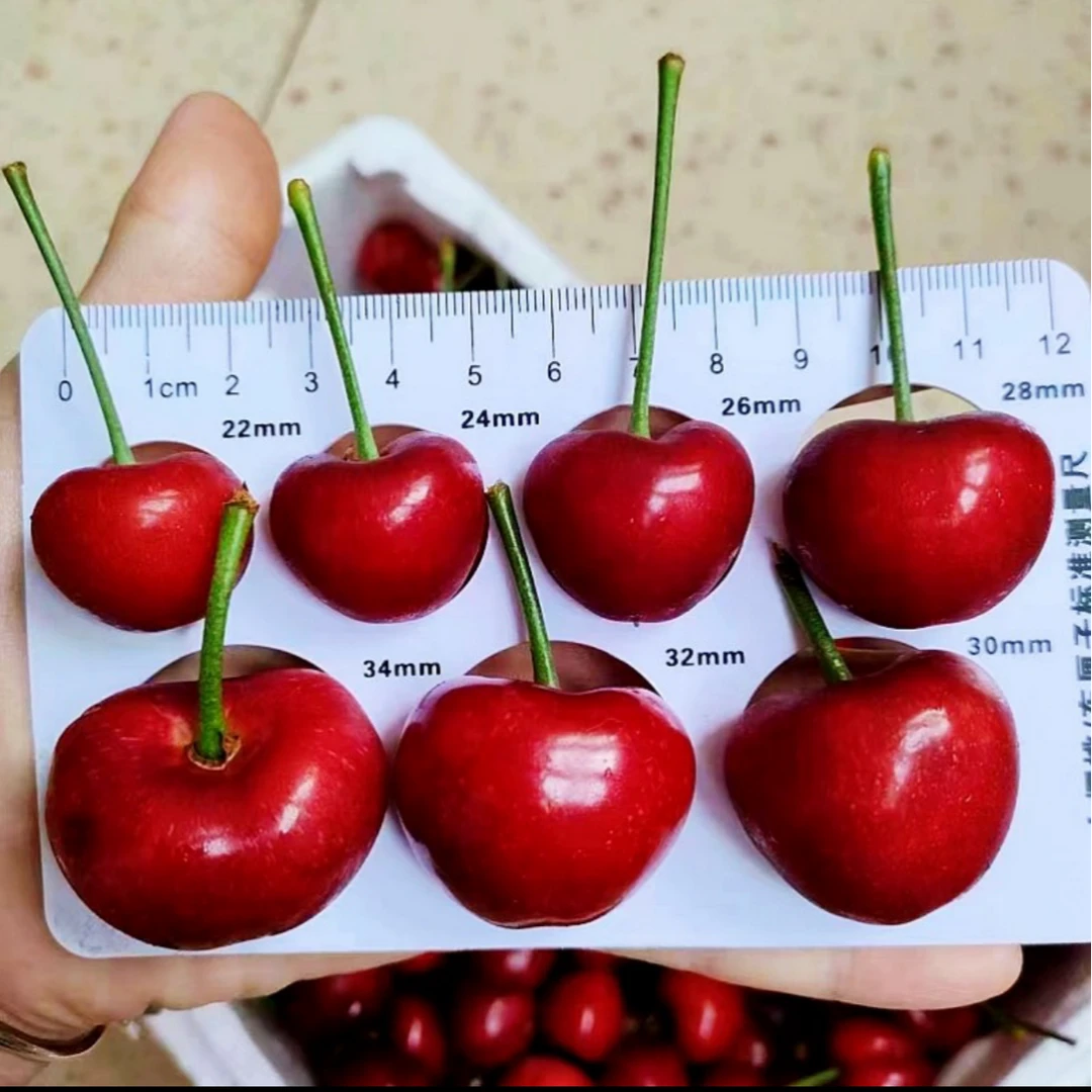 美早樱桃福利果 XL  2-5斤新鲜水果