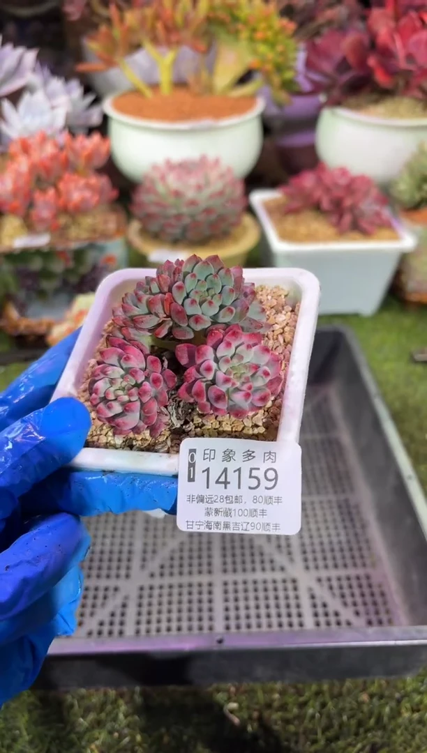 【闪购商品】14159