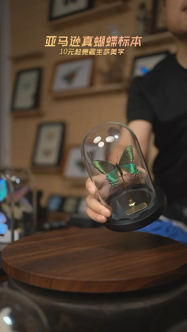 有机玻璃绿带翠春型玻璃罩