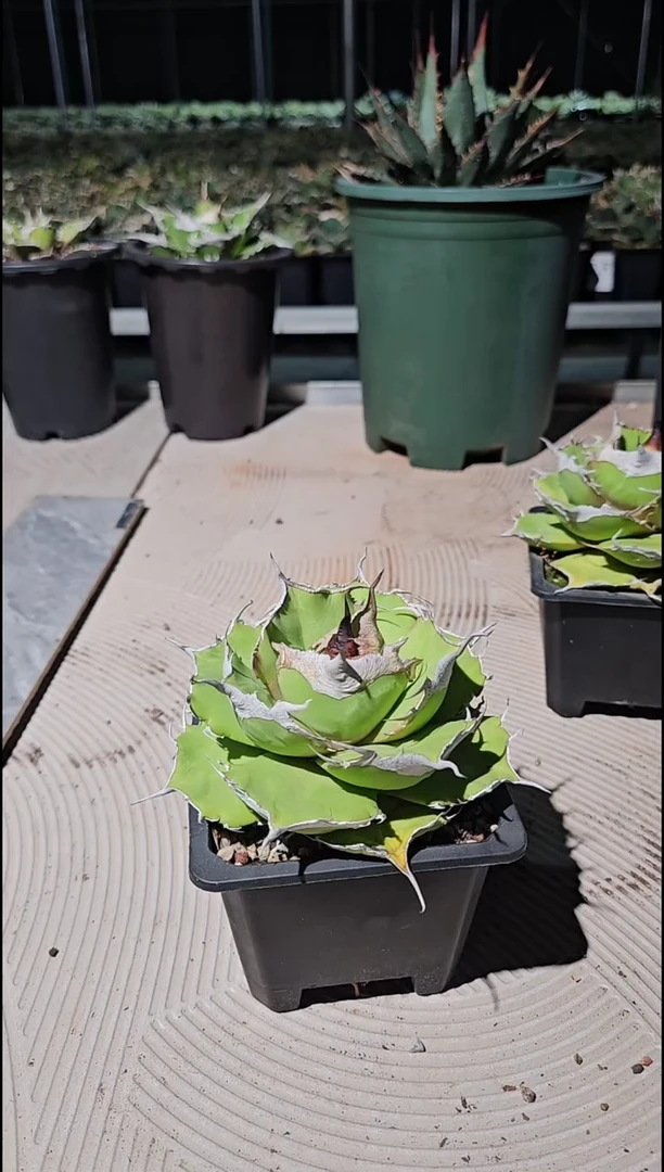 【88折后价】黑豹 亚成 : 基因保证 非组培 源头基地直发