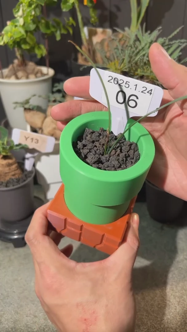 【闪购商品】圣诞老人全能花1.24.06