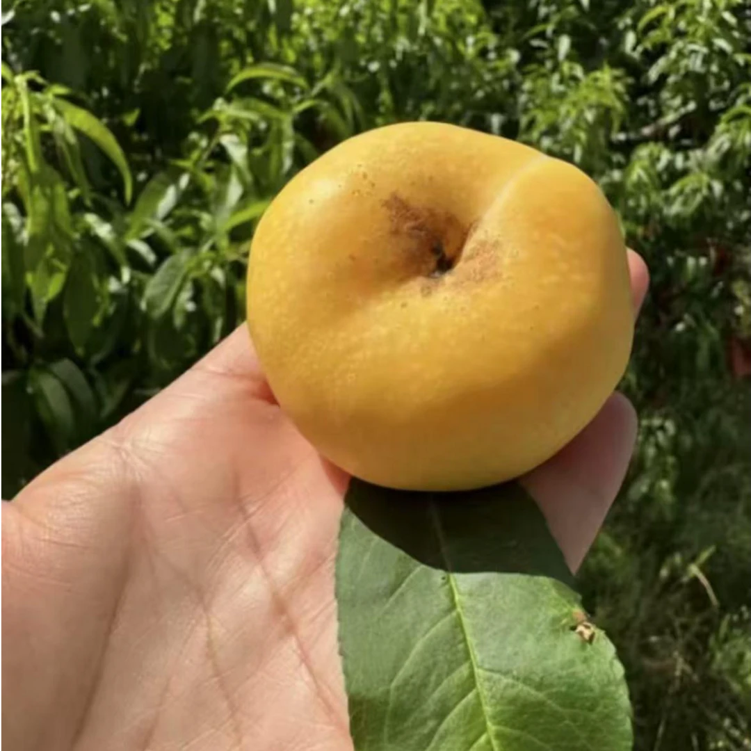 【魏七七专属】山东沂蒙蜜桃黄肉黄金油蟠桃现摘现装鲜果