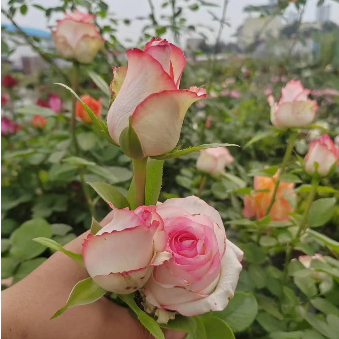 棒棒糖切花玫瑰艾莎月季花苗庭院阳台盆栽四季开花耐寒好养