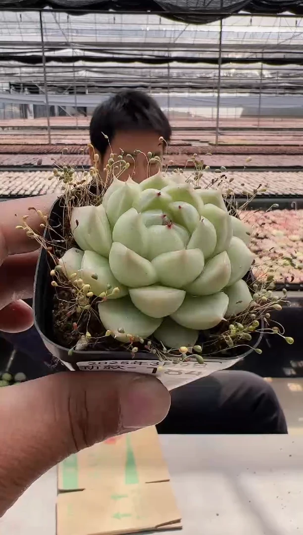 【闪购商品】新款多肉-184