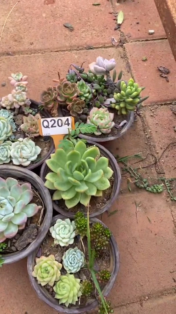 Q204多肉组合默认脱土发货