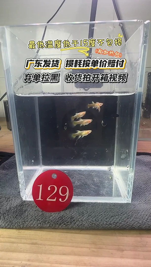 孔雀鱼129 满鳞黄金苗子5条