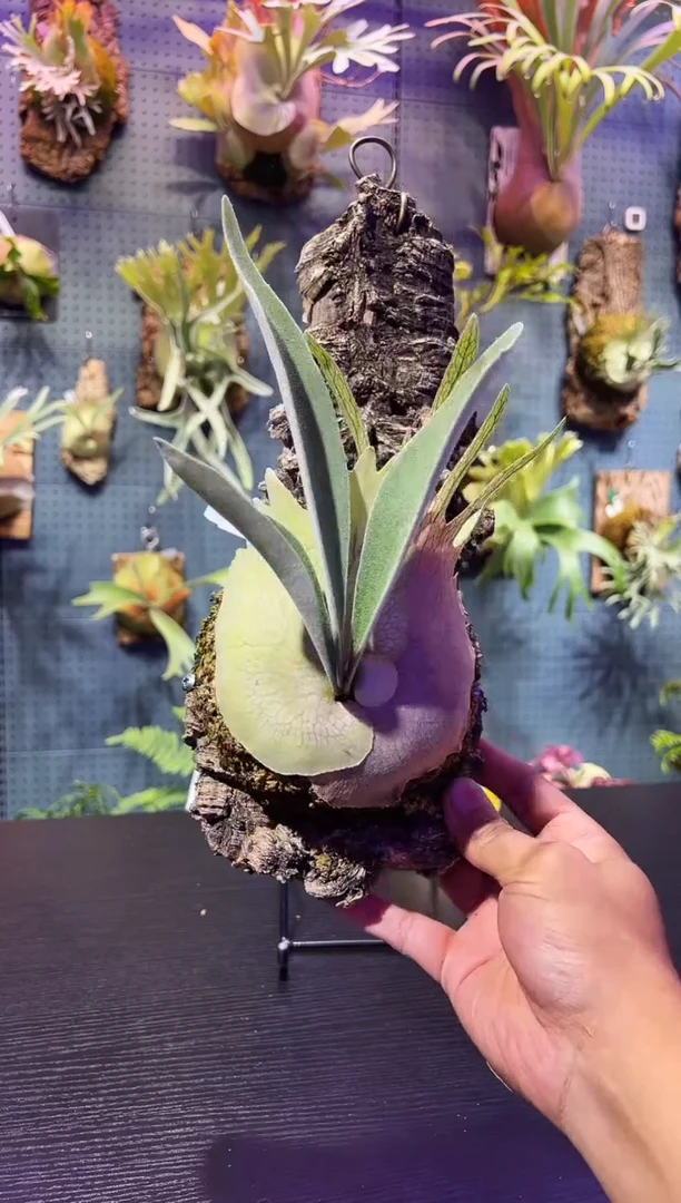 完全开放软木小AR拍卖