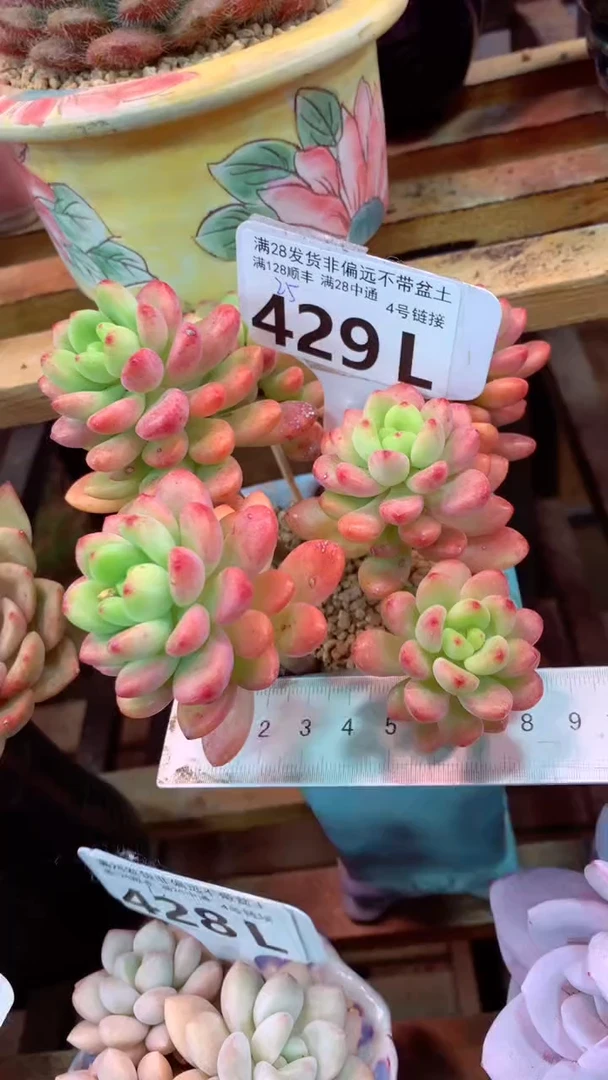 429L（一物一拍，精品多肉，所见即所得 ）