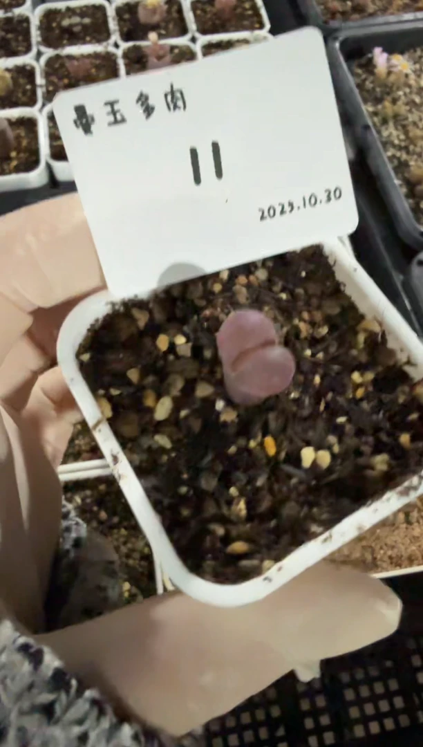 爱****糕25.10.30-11小糕